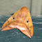 Unknown Moth