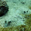 Kuhl's stingray