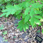 Red Elderberry