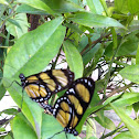 butterfly on summer