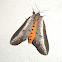 Moth