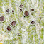 Lecanora pulicaris