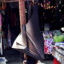 Flying Fox