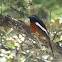 White-throated Redstart 白喉紅尾鴝