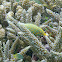 Beaked Leatherjacket