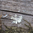 Foliage (Foliose) Lichen