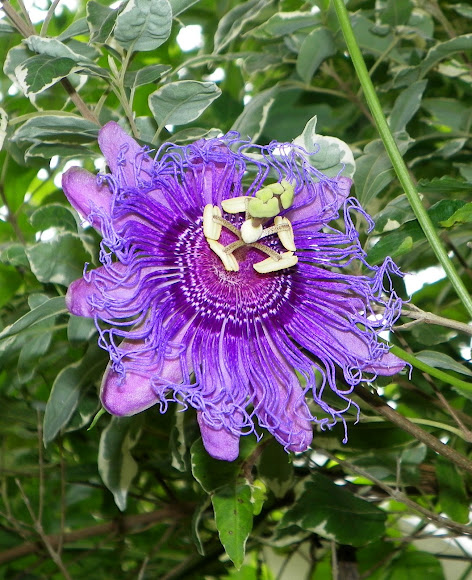Spotting Image 1