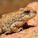 TOAD FROG