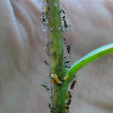 Aphids and Gall Midge larva