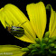 Striped Cucumber Beetle