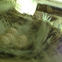 Barn swallow eggs