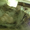 Barn swallow eggs