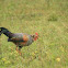 Grey jungle fowl - male