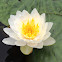White Water Lily