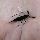 Water scorpion