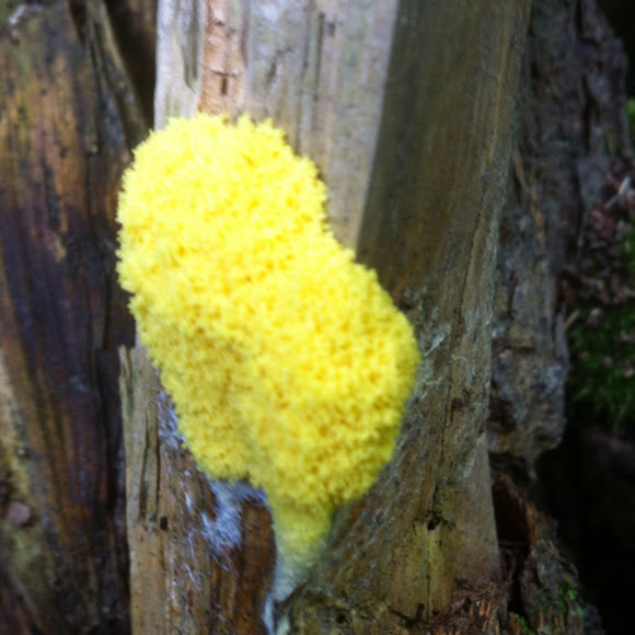 Spotting Image 1