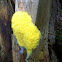 Dog Vomit Slime Mold