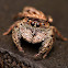 Jumping Spider