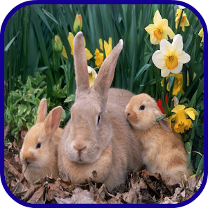 Rabbit Wallpaper.apk 1.0