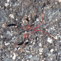 Wheel Bug Nymph (Assassin Bug)