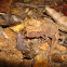 chameleon brookesia