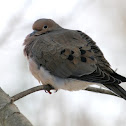 Mourning Dove