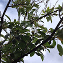 Kukui Nut Tree