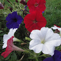 Petunia
