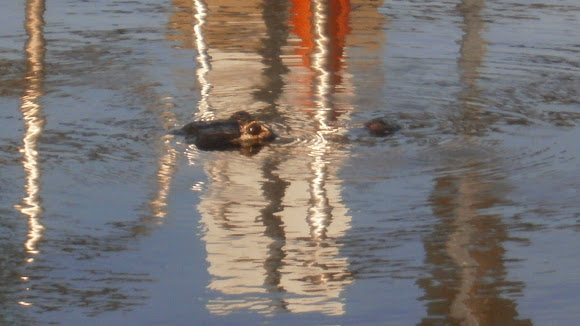 Spotting Image 1