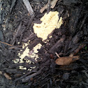 Dog vomit slime mold