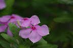 bbc_DSC00800-rev.jpg