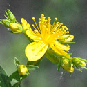 St. John's Wort