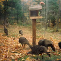 Wild Turkey