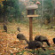 Wild Turkey