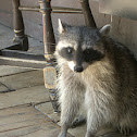 Racoon