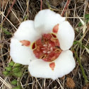 Mariposa Lily