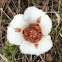 Mariposa Lily