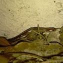 Mole Skink