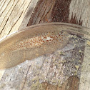 Flatworm