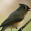 Tufted Titmouse