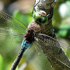 Lesser emperor