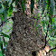 Wasp hive