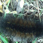 Wooly Bear caterpillar