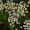 Hoplia argentea