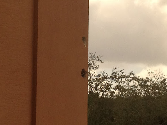 Spotting Image 1