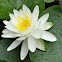 Water Lily
