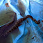 Northern watersnake