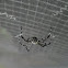 Silver garden spider