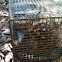 Chuditch (western spotted quoll)