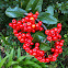 Pyracantha (thorn-less)